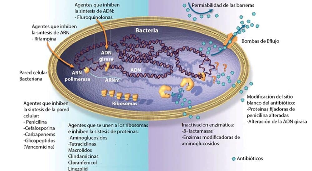 Acinetobacter baumannii,antibiorresistencia,carbapenems